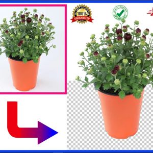 clipping path, background removal for amazon product listing images